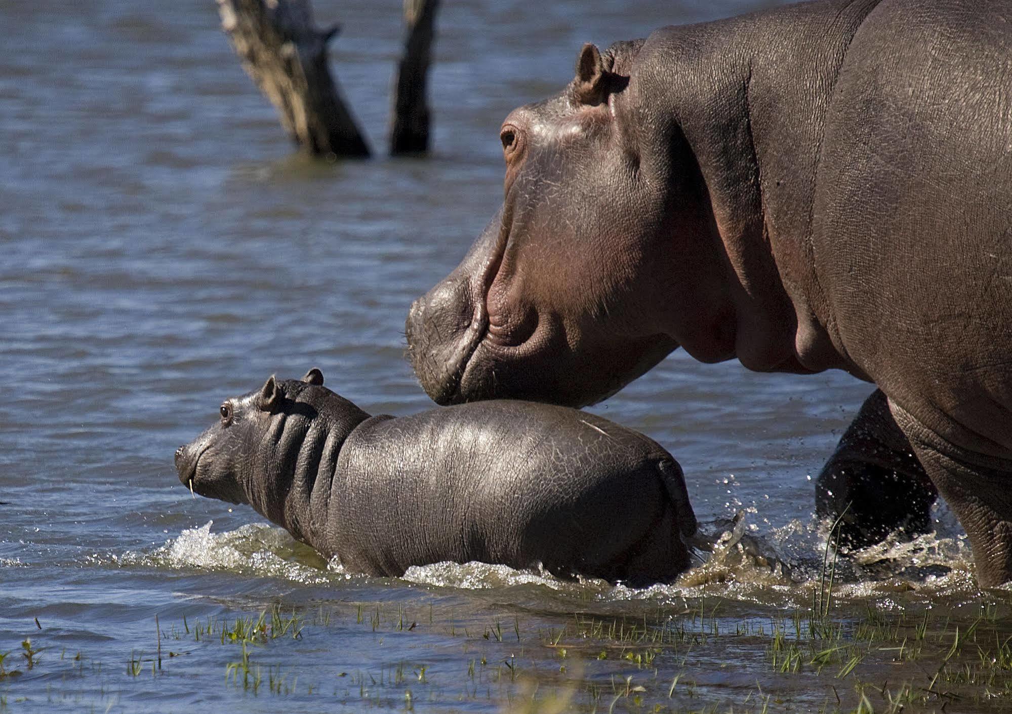 Mjejane River Lodge Марлот-Парк Экстерьер фото